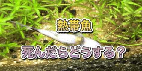 魚死掉埋葬|熱帯魚が死んだら土に埋めるは間違い！熱帯魚は適切。